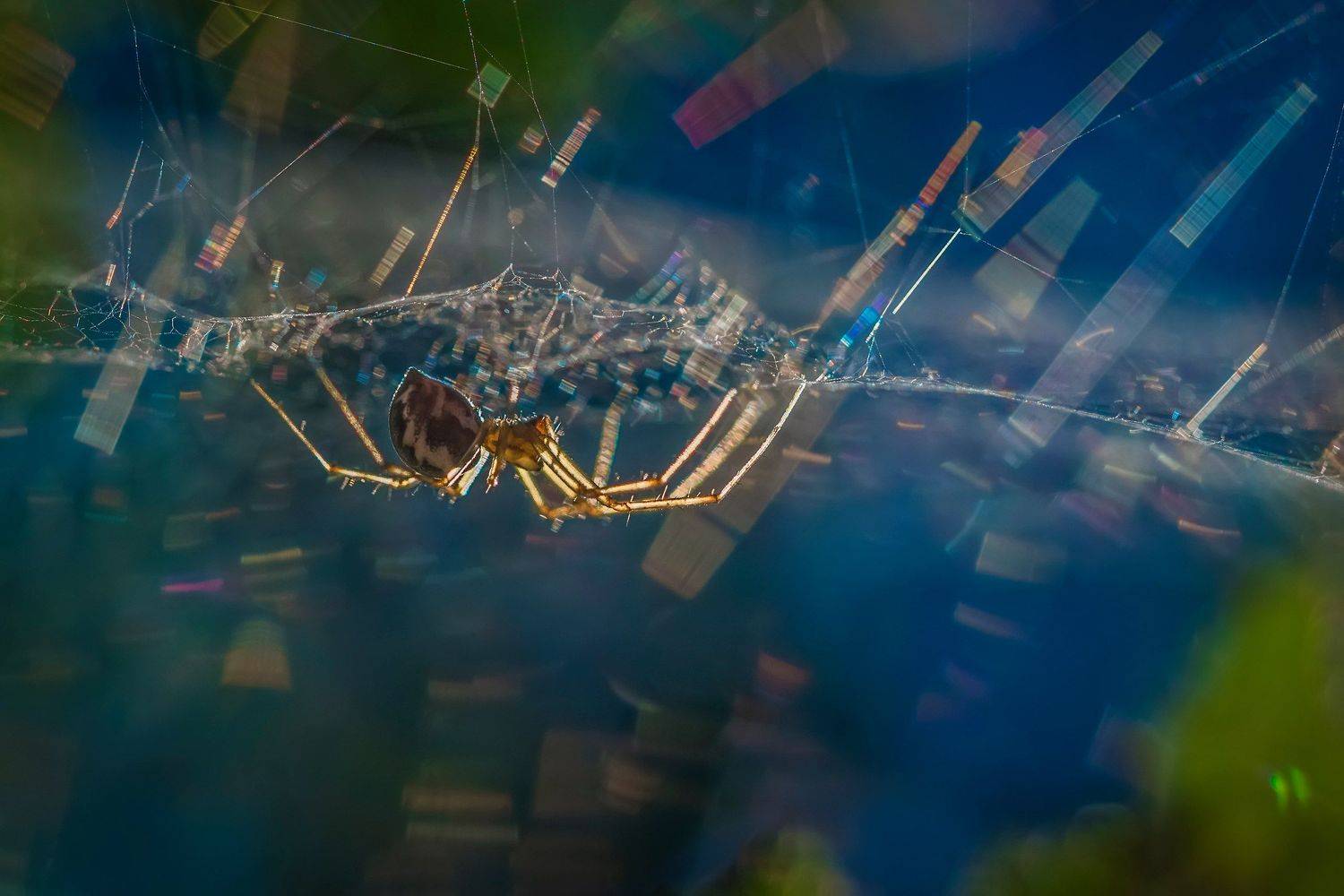 , Евгения Муравская