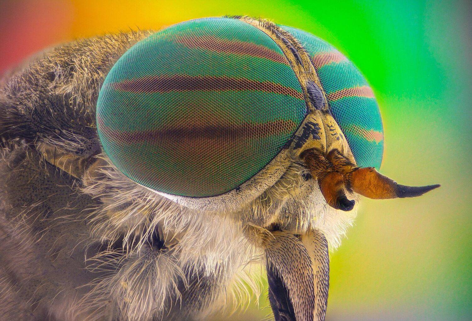 ceclii, macro, extrememacro, Tsvetan Ganev