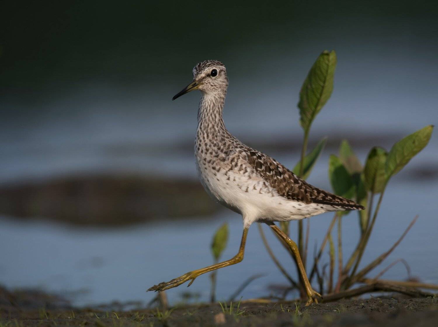 птицы,природа,весна, Андрей Киселёв