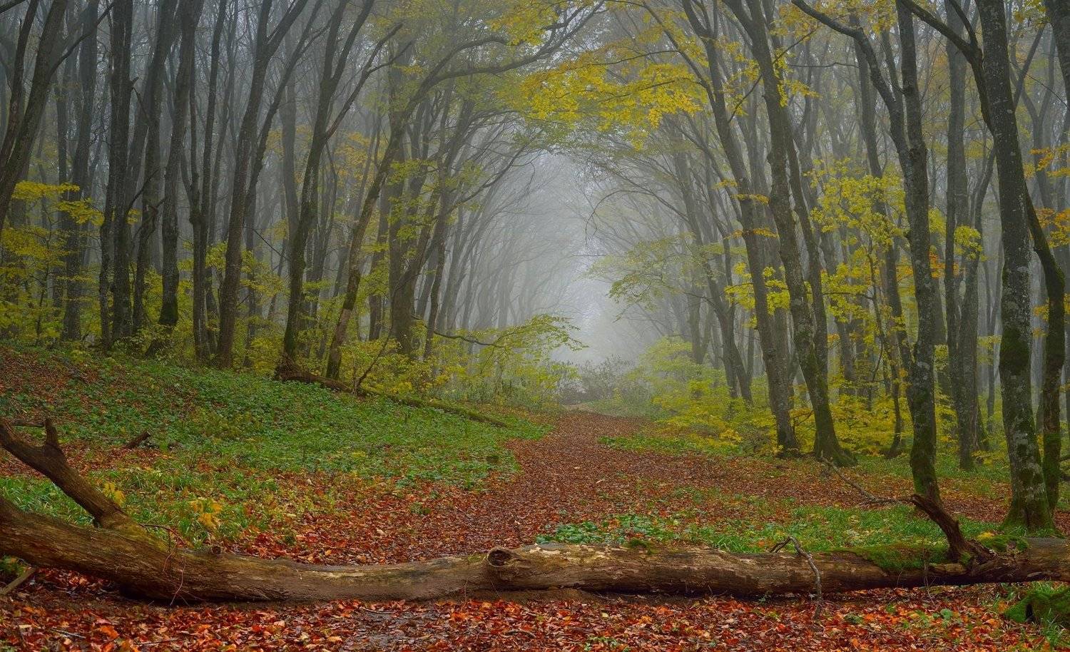 осень лес тропа, Александр Жарников