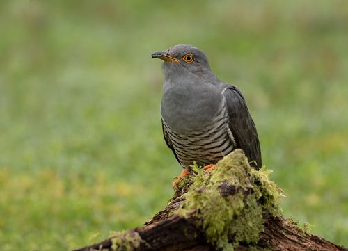 Cuckoo