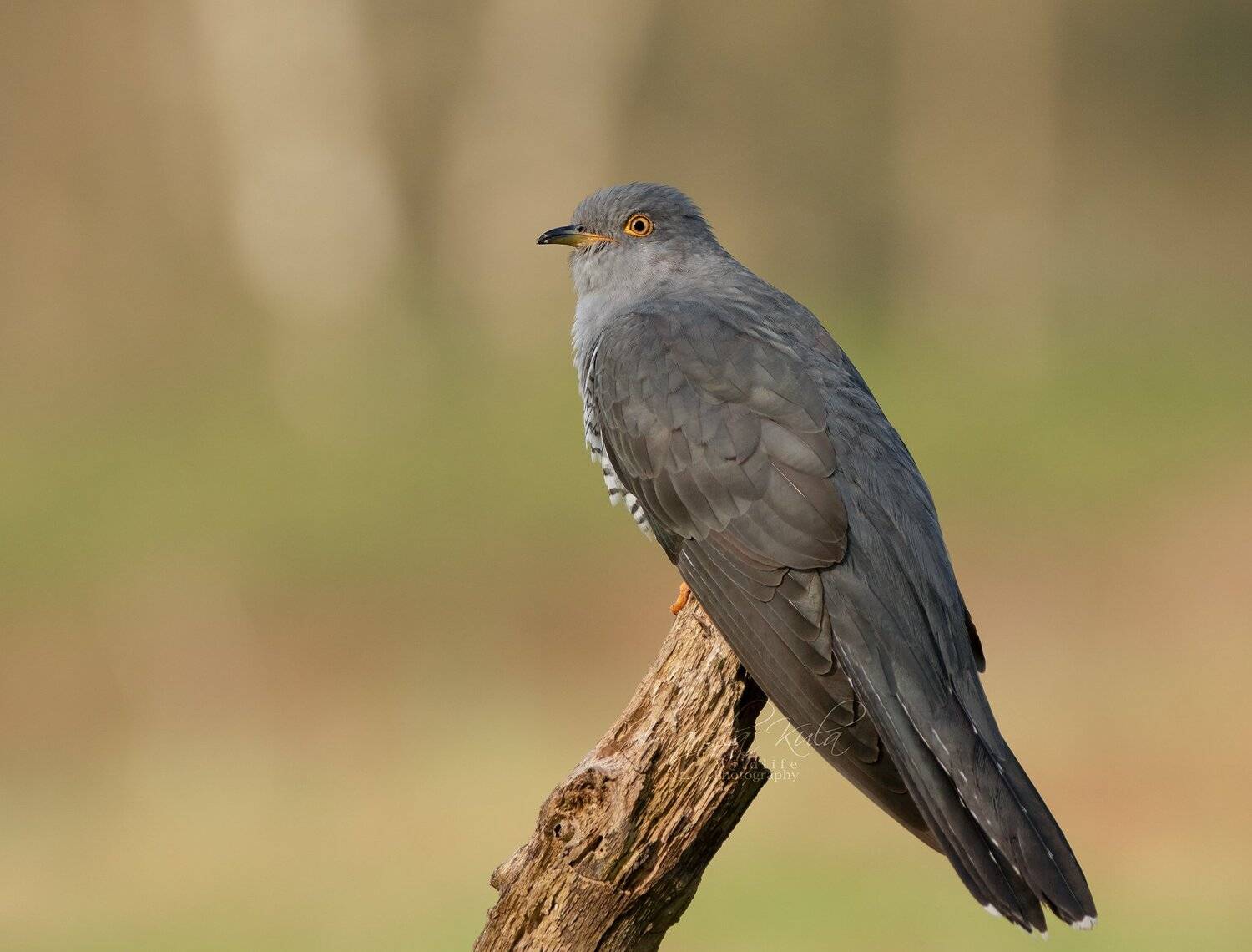 cuckoo, birds, nature, wildlife, woods, MARIA KULA