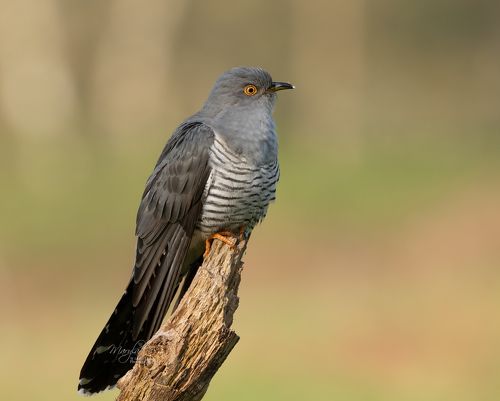 Cuckoo