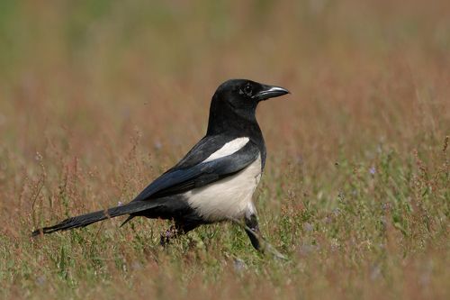 Magpie