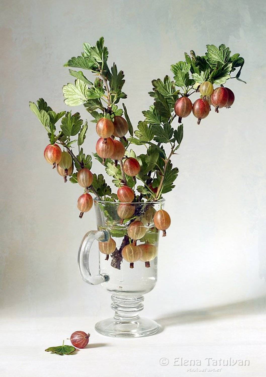 ветки, крыжовник, ягоды, стакан, Елена Татульян