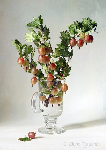 Крыжовник