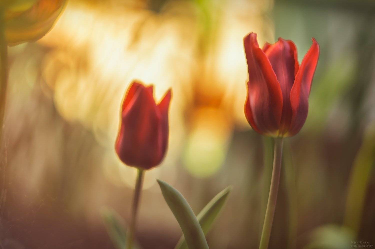 макро, природа, цветы, тюльпаны, закат, солнце, macro, nature, flowers, tulips, sunset, sun,, Тараненко Анжелика