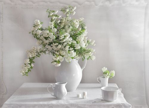 Про спирею