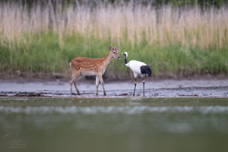 Неудачное знакомство. фото превью