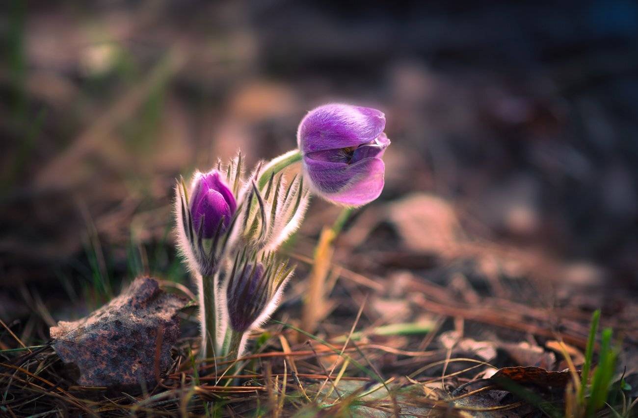 весна, апрель, сон-трава, цветы, Галанзовская Оксана