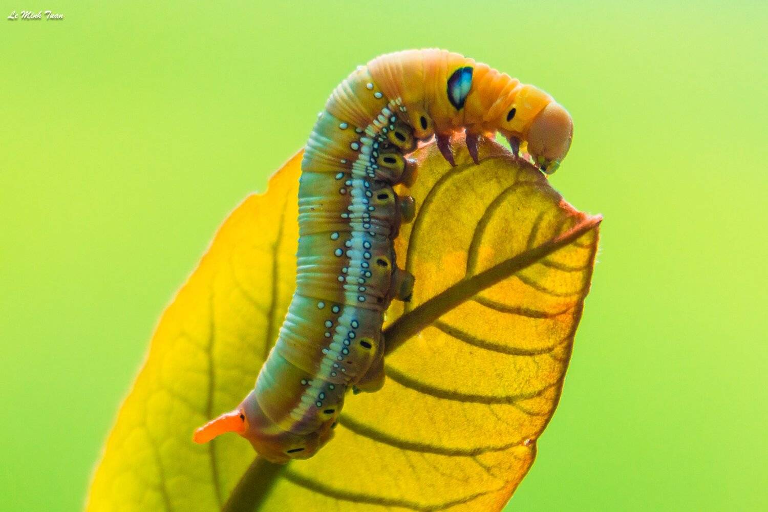 Worm, L&ecirc; Minh Tuấn