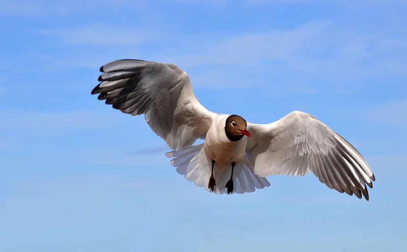 Из жизни чаек. фото превью