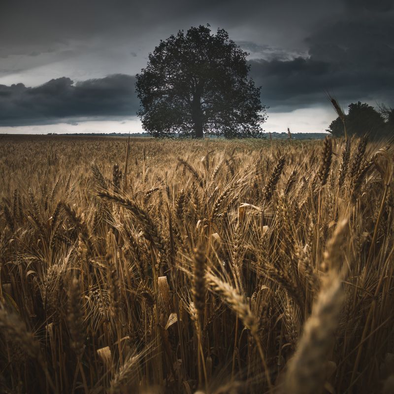 landscape, field, wheat, storm, rain, clouds, sky, grain, barley, bulgaria, tree, moody, dramatic, close up, panorama, focus stack, nature, best, summer, sunlight, rays, homeland Житата | Пшеница | Summer Wheat фото превью