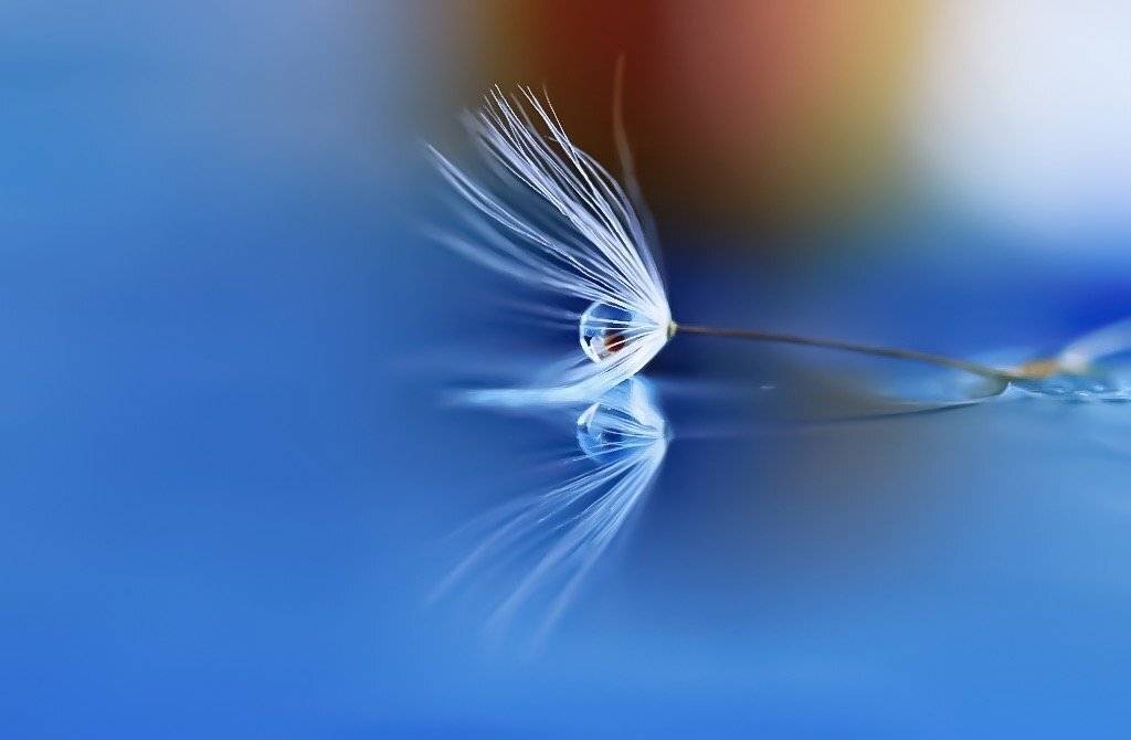 macro, reflection, drops, макро, отражение, капли, природа, макромир, macroworld, nature, одуванчик, пушинка, вода, water, , Людмила Гудина