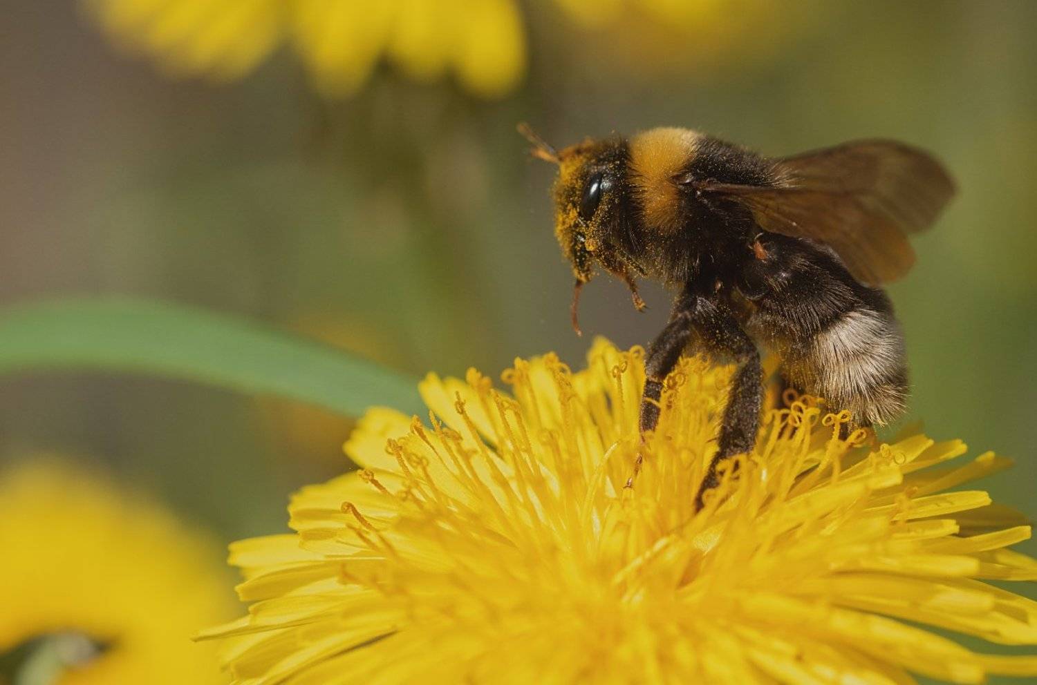 , Игорь Подобаев
