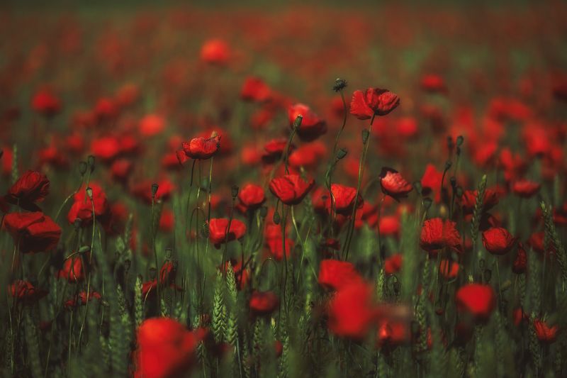 June фото превью