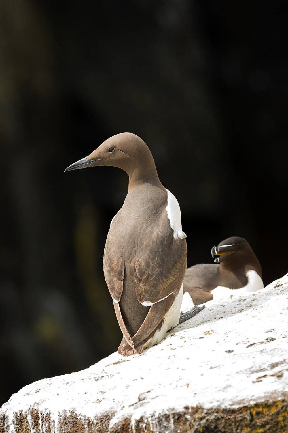 Guillemot razorbill seabirds Scotland, Ольга Тарасюк