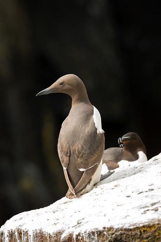 Guillemot and razorbill. Isle of May. Scotland