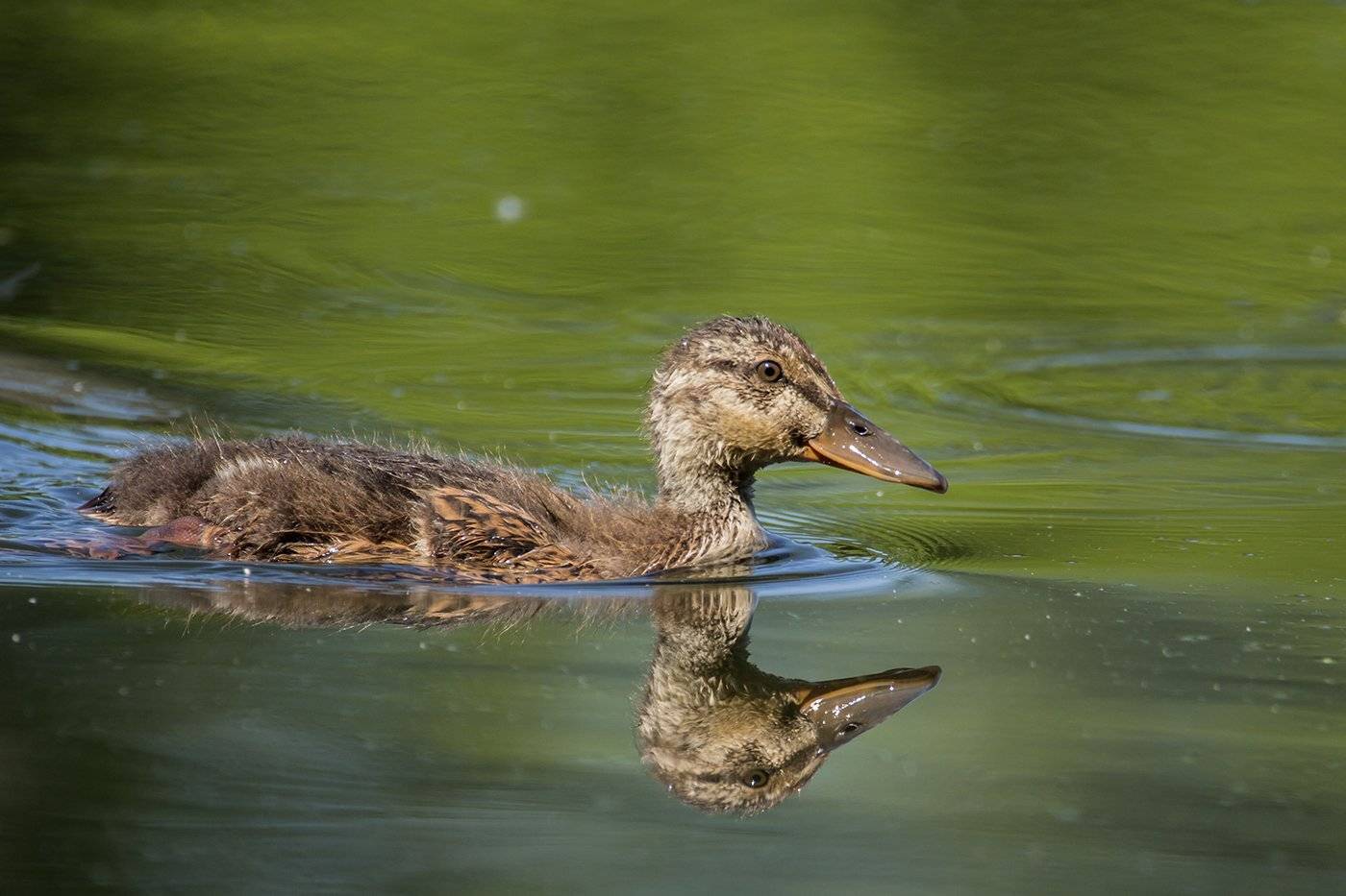 , Илья Михеев