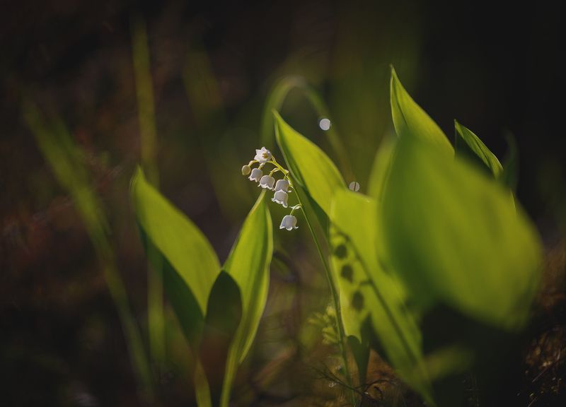 ландыши,макро Май.. фото превью