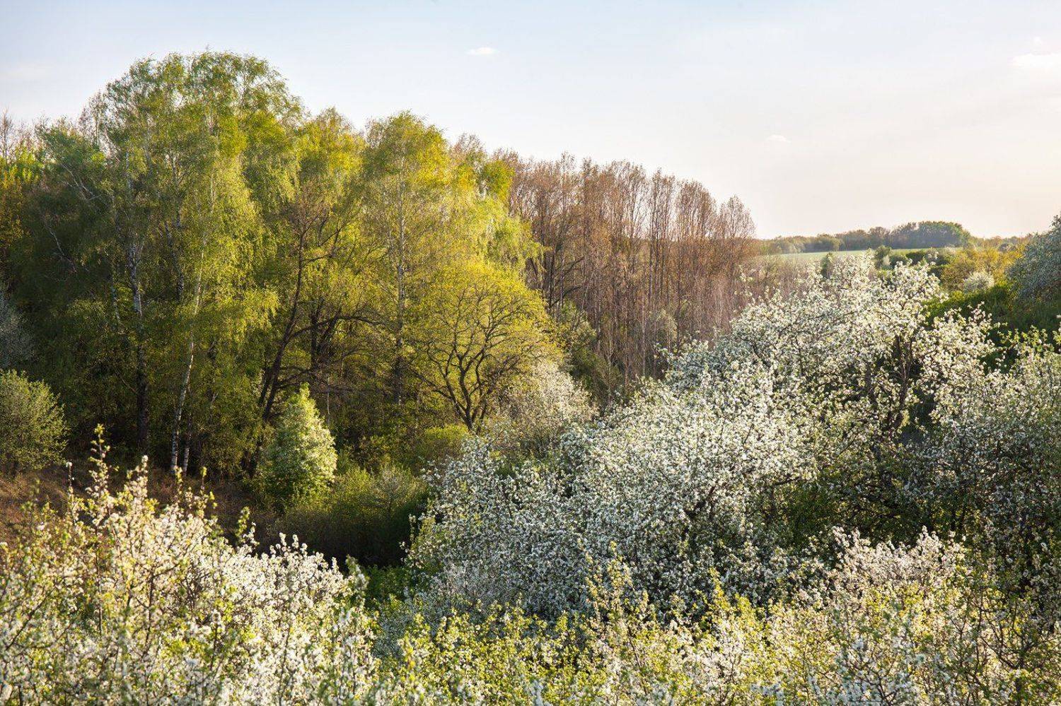 центрально-черноземный заповедник, стрелецкая степь, курская область, фотопроект, май, Арсений Кашкаров