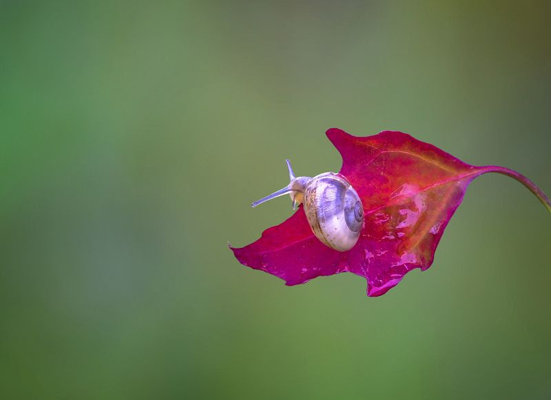 Маленькая улитка фото превью