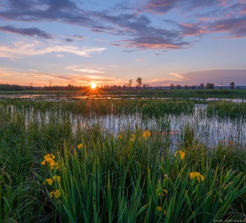 Закат с дикими ирисами