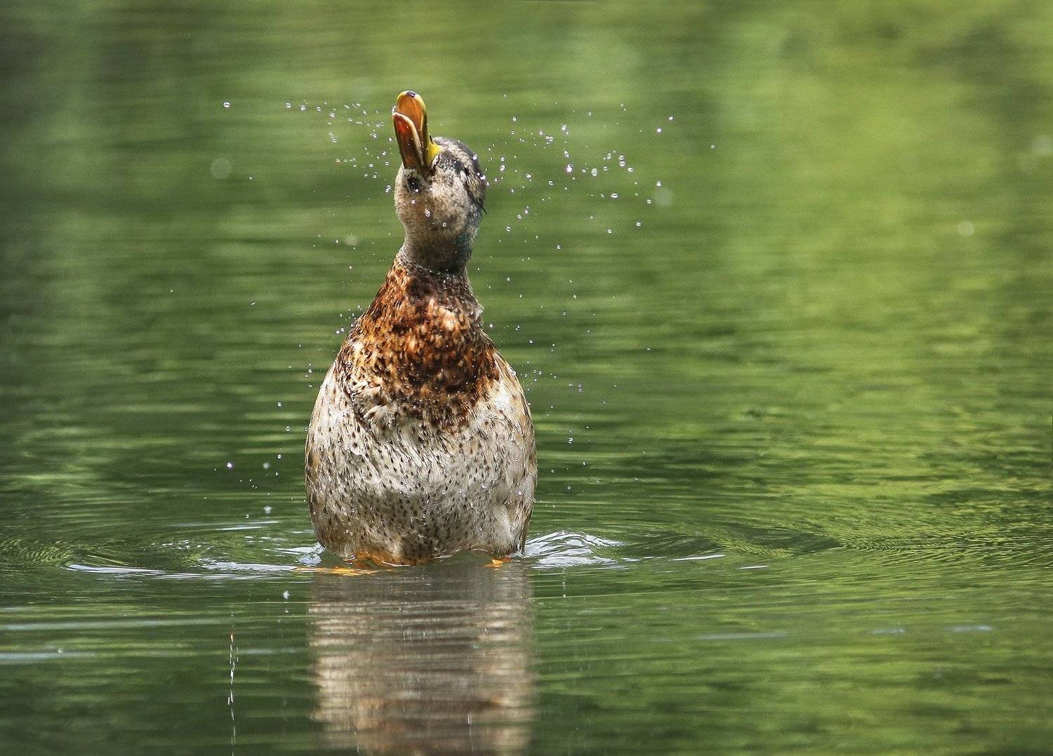 , Зоя Лаптева