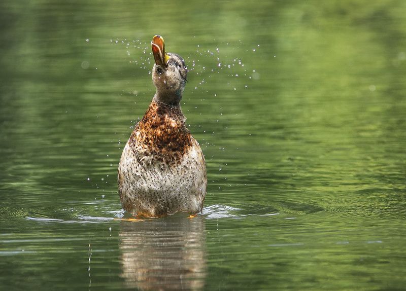 В трубы дуют трубачи. фото превью