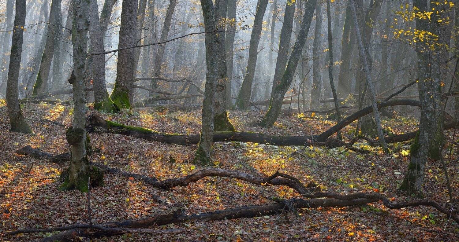 лес туман утро осень, Александр Жарников