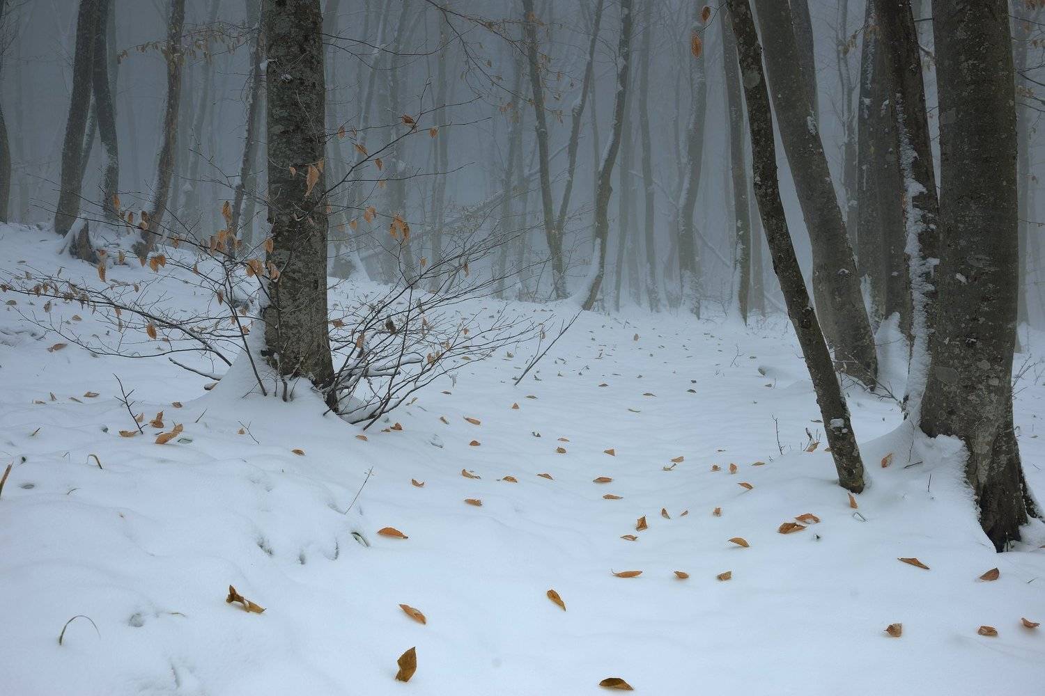 лес туман утро зима снег, Александр Жарников