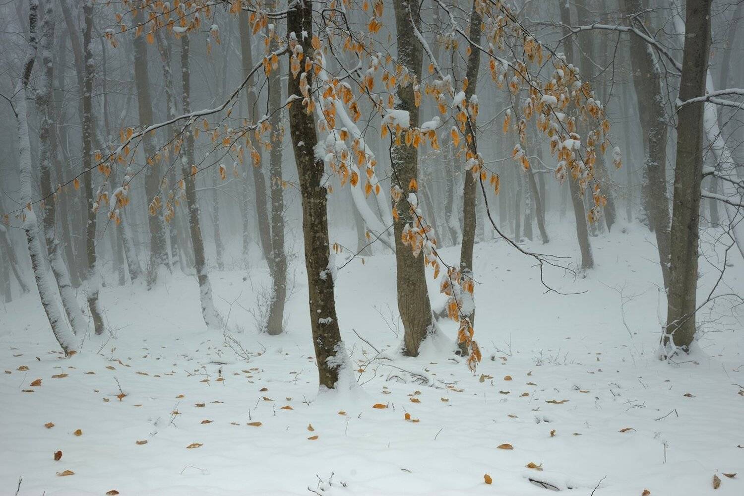 зима лес туман, Александр Жарников
