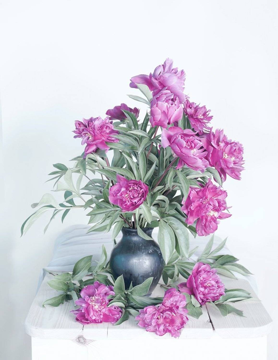 пионы,цветы,лето,июнь,, Вера  Павлухина