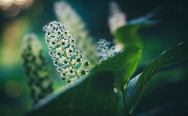 *** фото превью