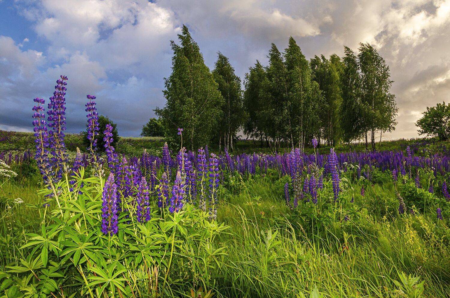 nevant60, пейзаж, красота, небо, Александр Березуцкий