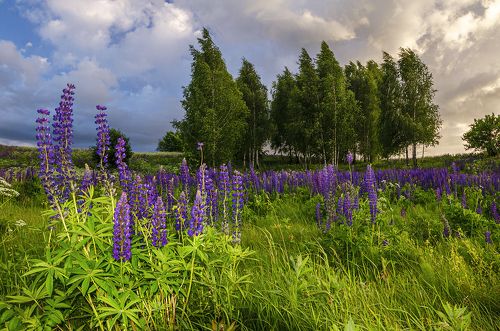 Перед грозой