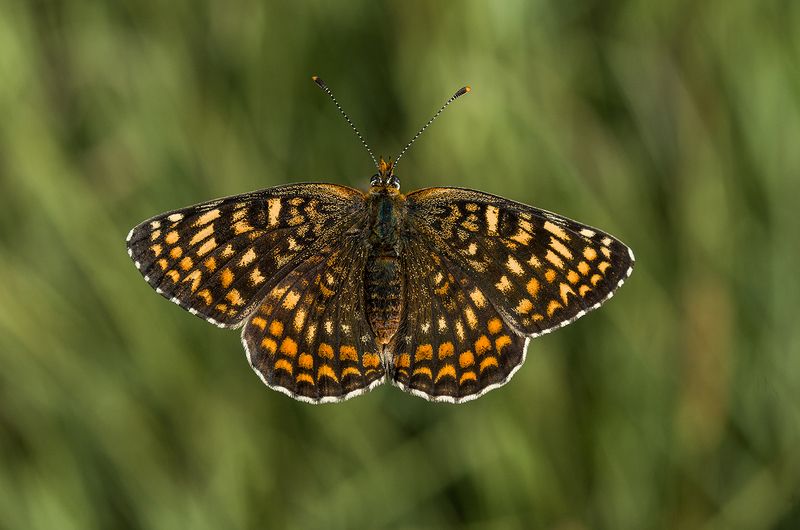 Безтегловоност фото превью