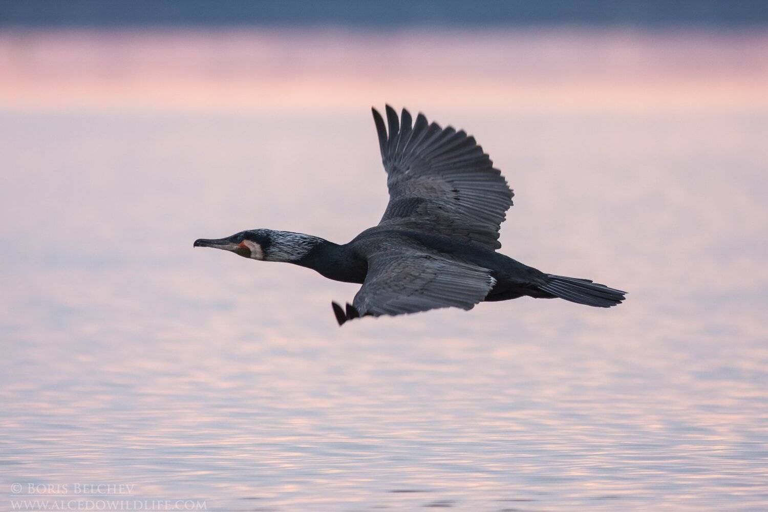 , Борис Белчев
