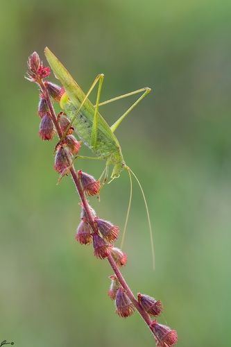 Phaneroptera falcata