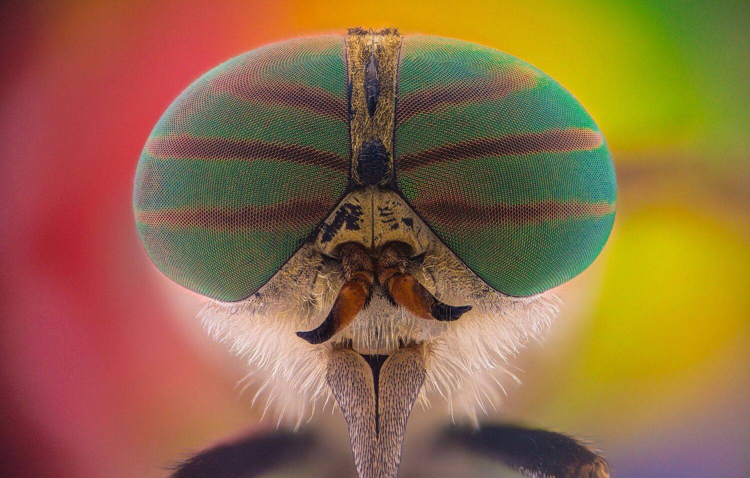 ceclii, macro, extrememacro, Tsvetan Ganev