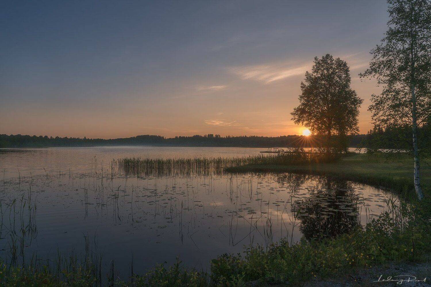 bath, birch, birch tree, brume, camping, dalekarlia, fishing, flowers, fog, forest, gras, grass, haze, lake, madow, mist, morning, nature, nenufar, outdoors, rattvik, reflections, r&auml;ttvik, scandinavian light, scandinavian summer, seaweed, sinksjoen, sinks, Ludwig Riml
