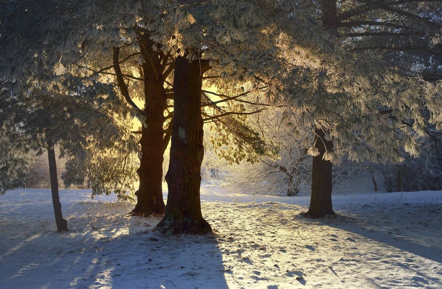 зима утро сосна, Александр Жарников