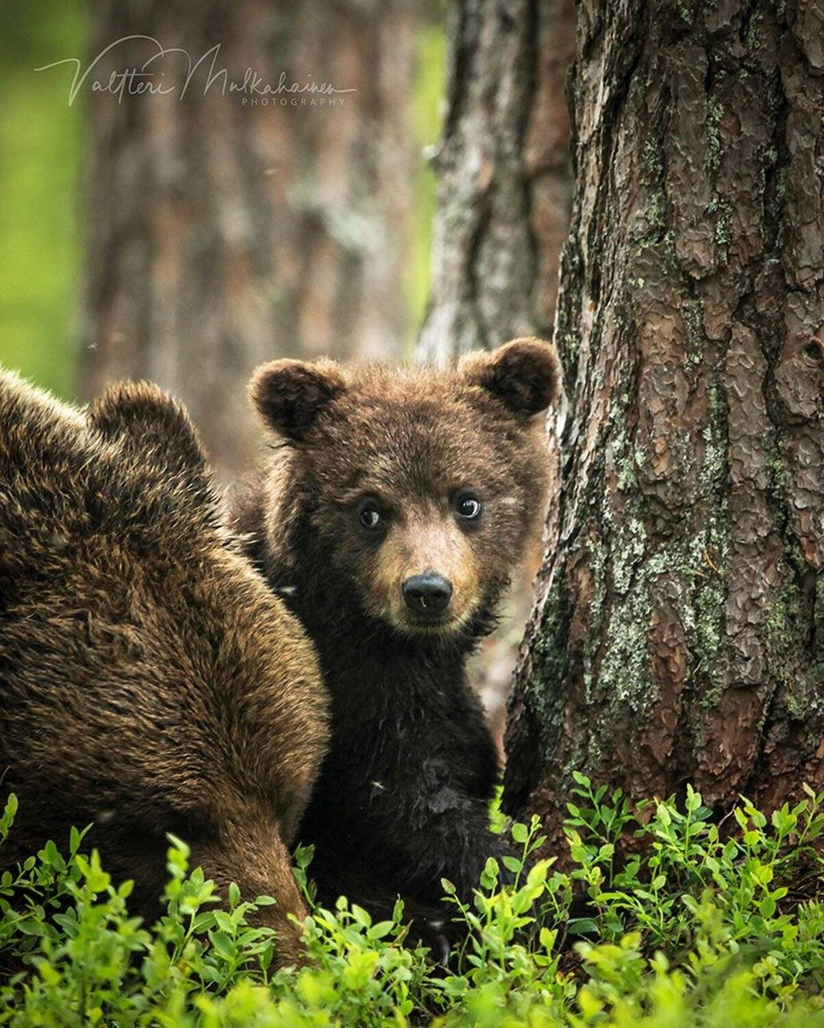 , Valtteri Mulkahainen