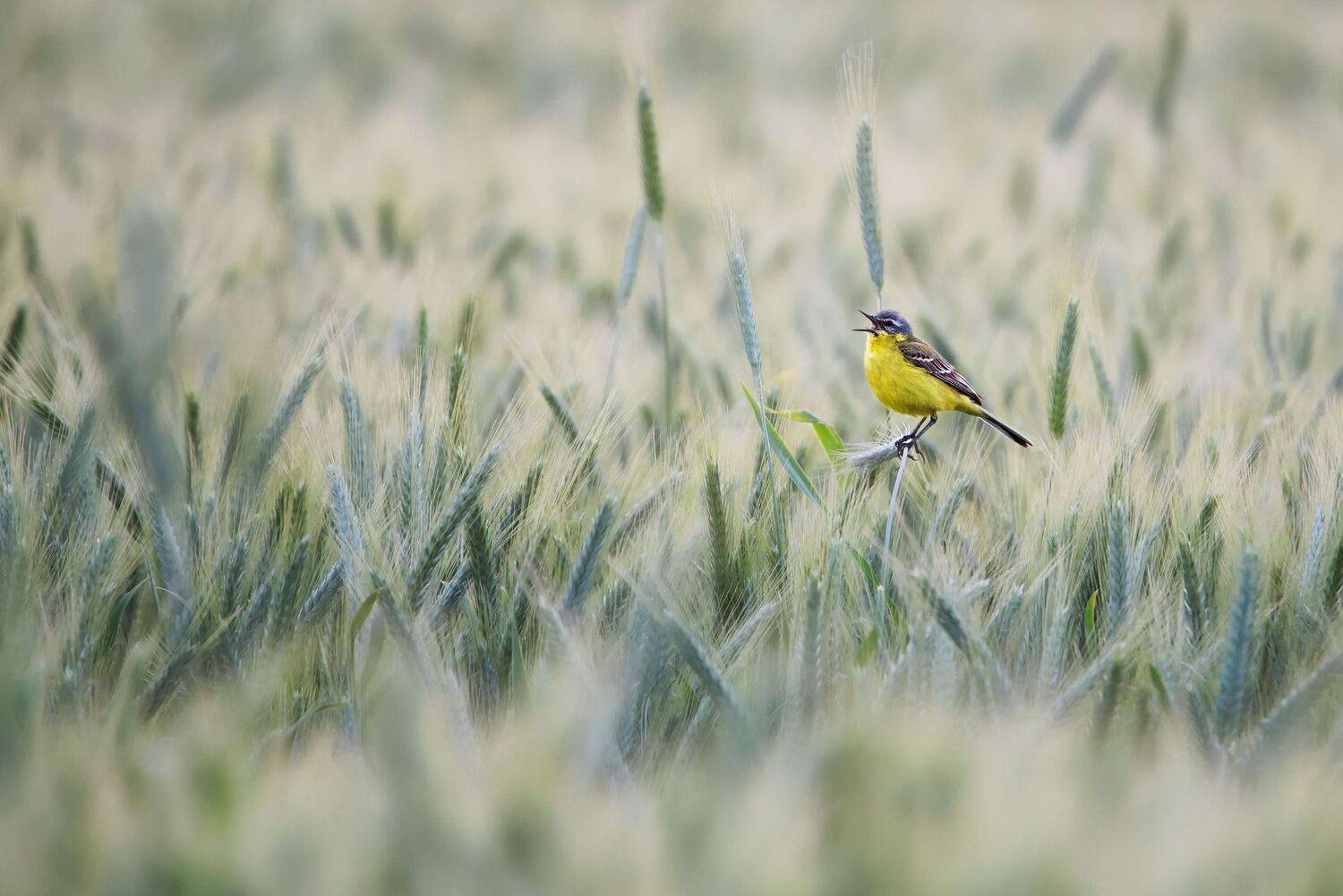 , Arkadiusz Michalak