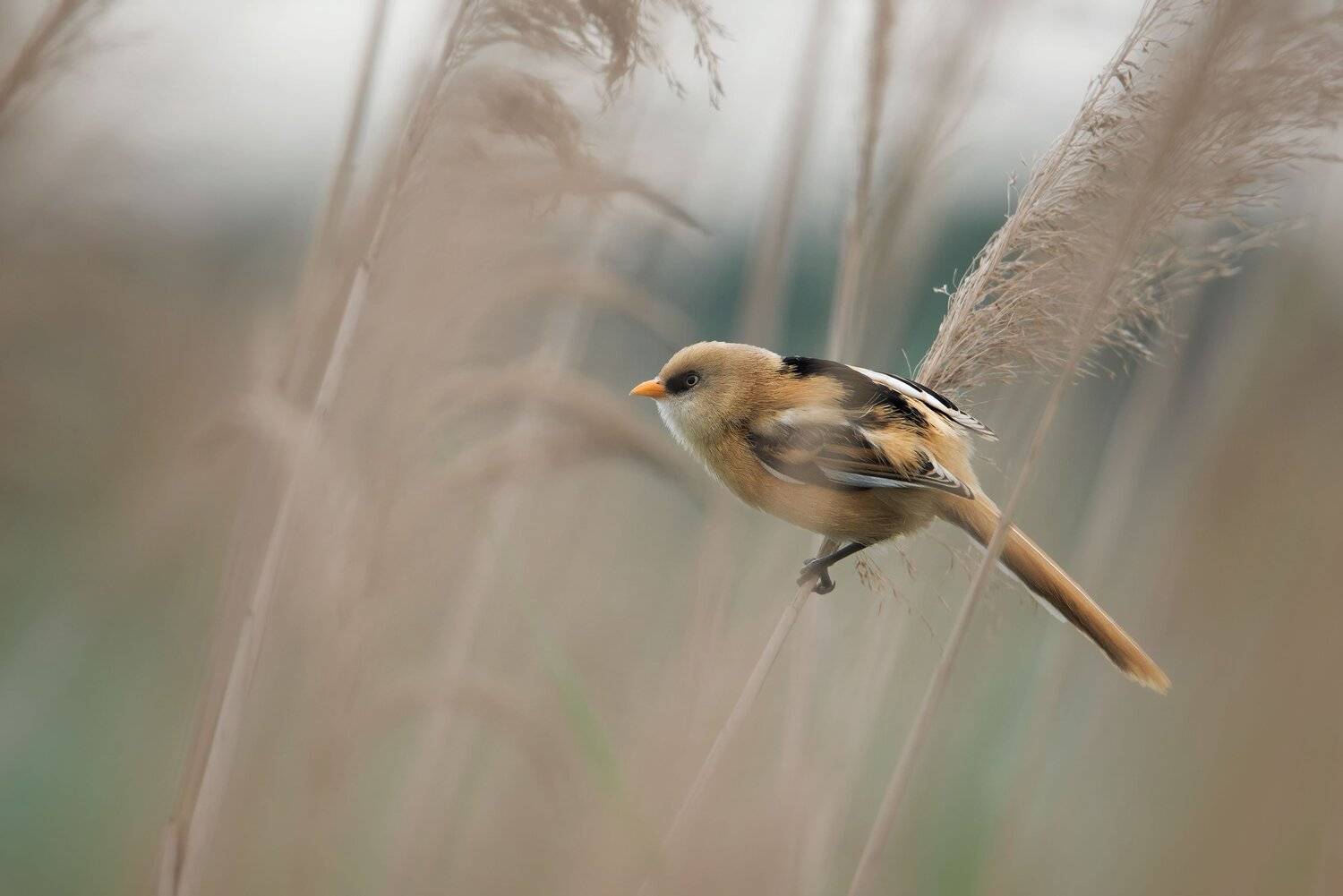 , Arkadiusz Michalak