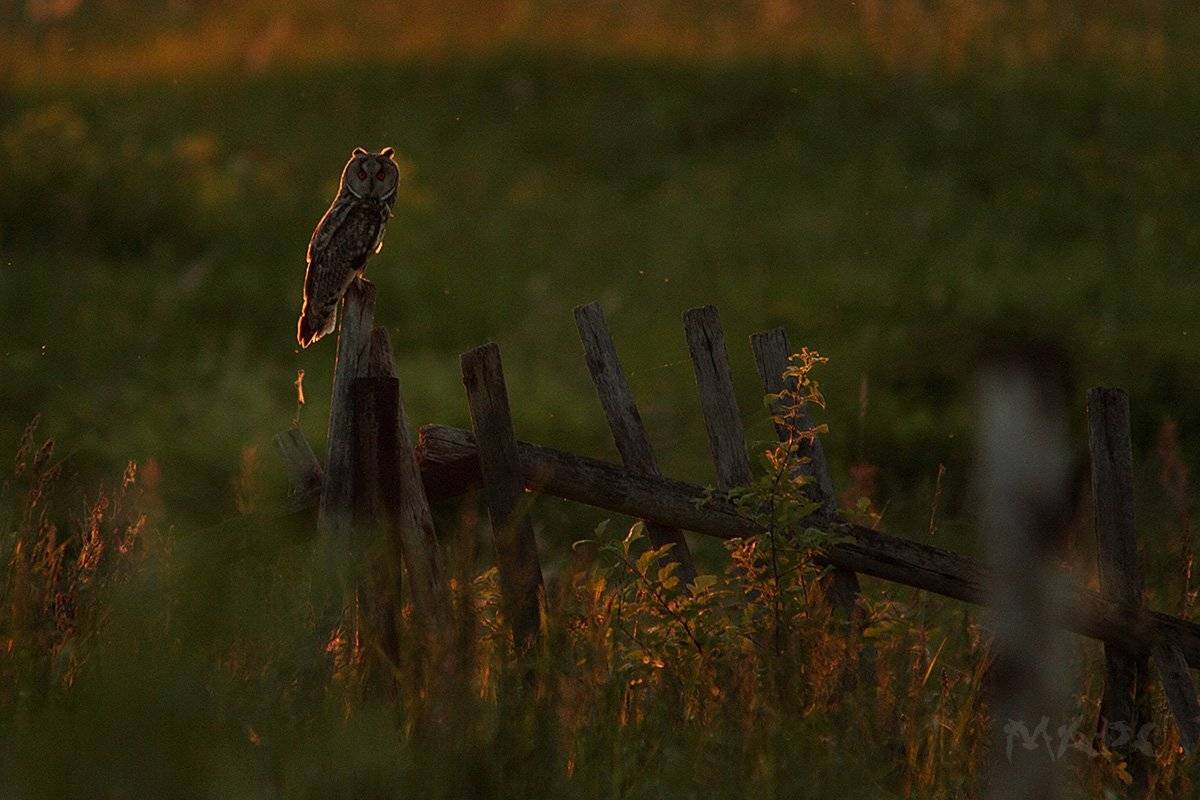 животные птицы лето птица ушастая сова вечер закат, Шангареев Марс