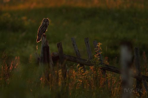 Ушастая на закате