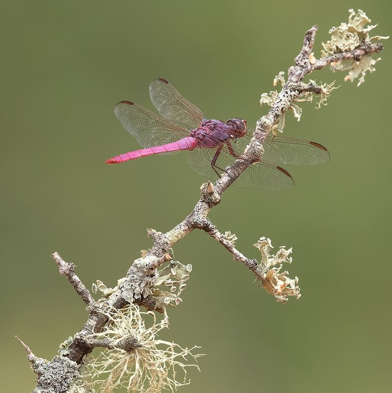 dragonfly, стрекоза, макро,macro Pink Dragonfly  - Roseate skimmer фото превью