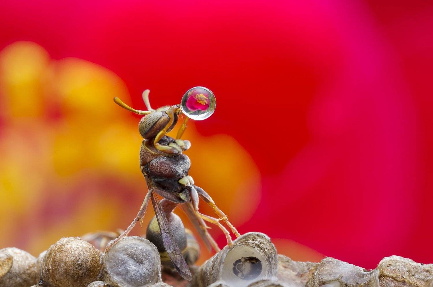 #macro#wasp#waterbubble#colors#reflection#flower#art, Choo How Lim