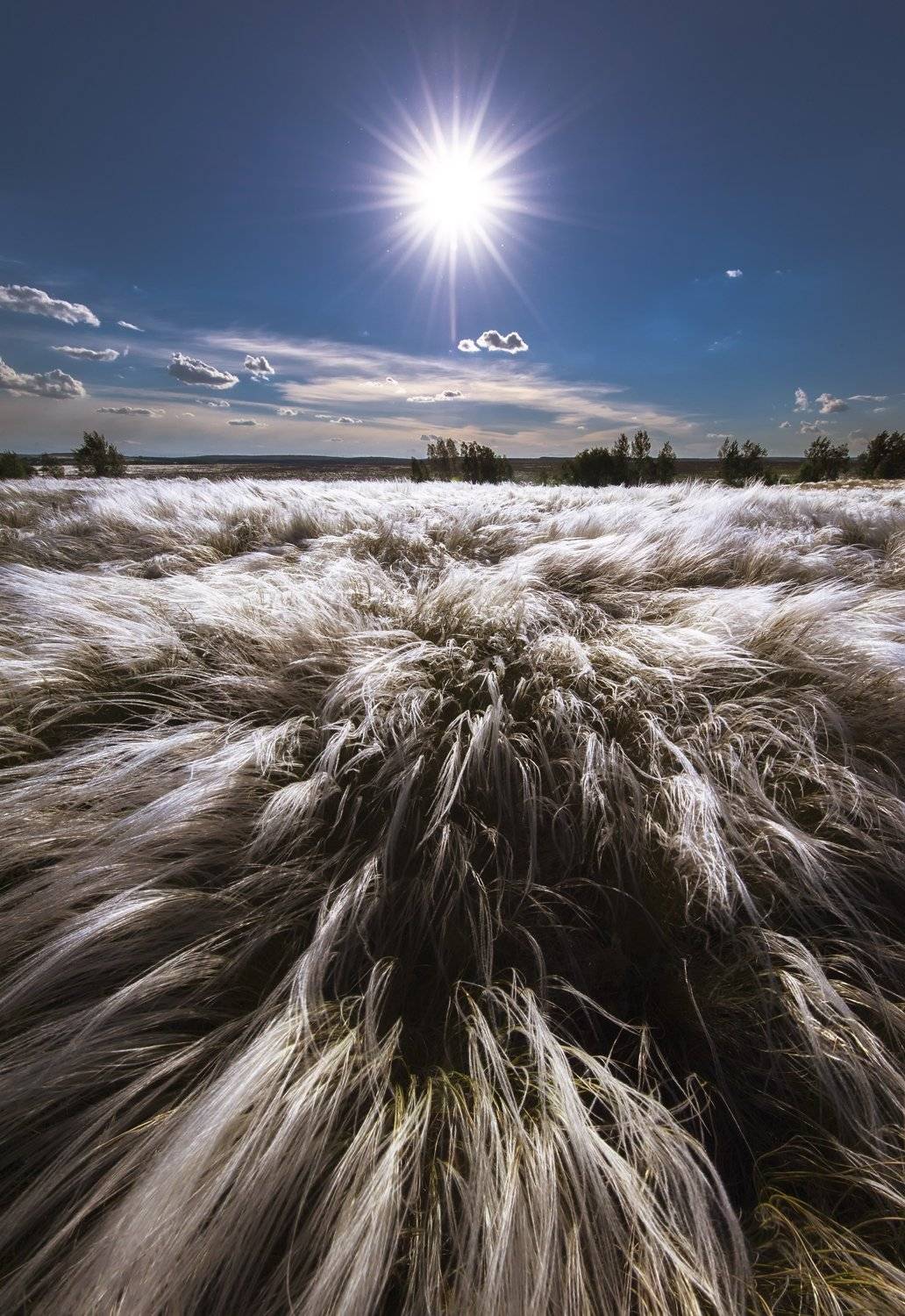 ковыль, степь, оренбуржье, свет, солнце, луч, сияние, ветер, направление, Илья Логачёв